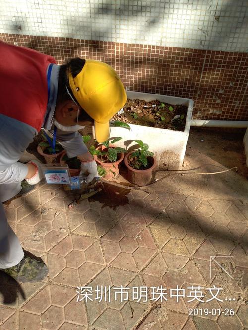 中亿远环保科技在东晓街道病媒生物防治作业图片记录